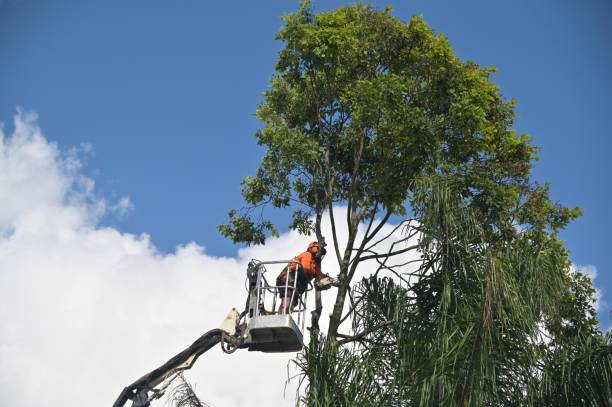 Jeanerette, LA Tree Services Company